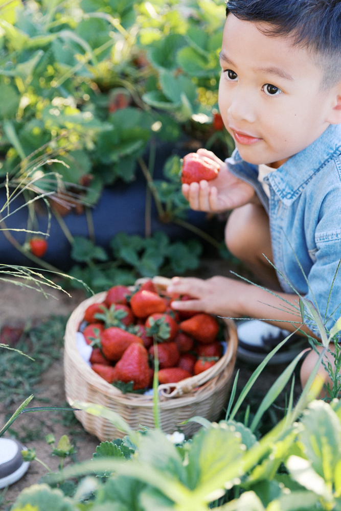 Toddler eating a fresh strawberry at a strawberry farm, one of the best locations for family photos in Sacramento in spring