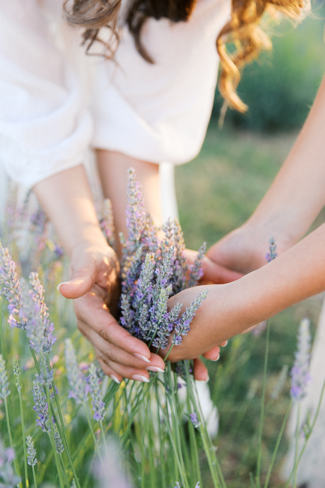Close-up of hands holding a fresh bundle of lavender stems