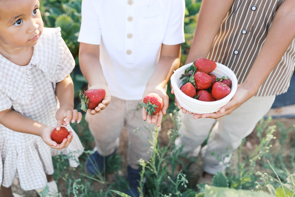 kids holding strawberries in strawberry field taken by Kelsey Krall Photography