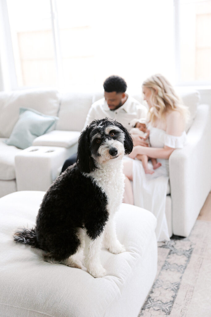 dog in foreground while mom and dad are in the background holding twin baby girls